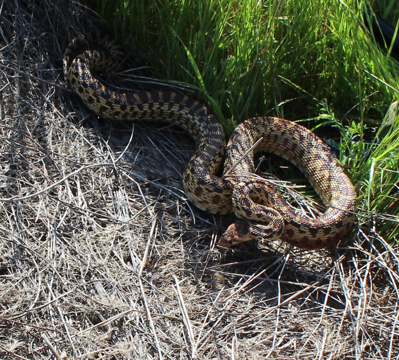 Pacific Gophersnake