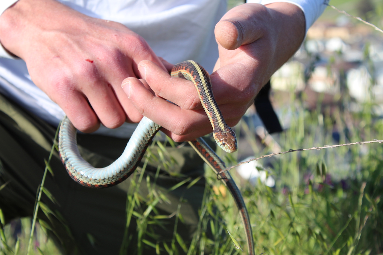 Red-Sided Gartersnake