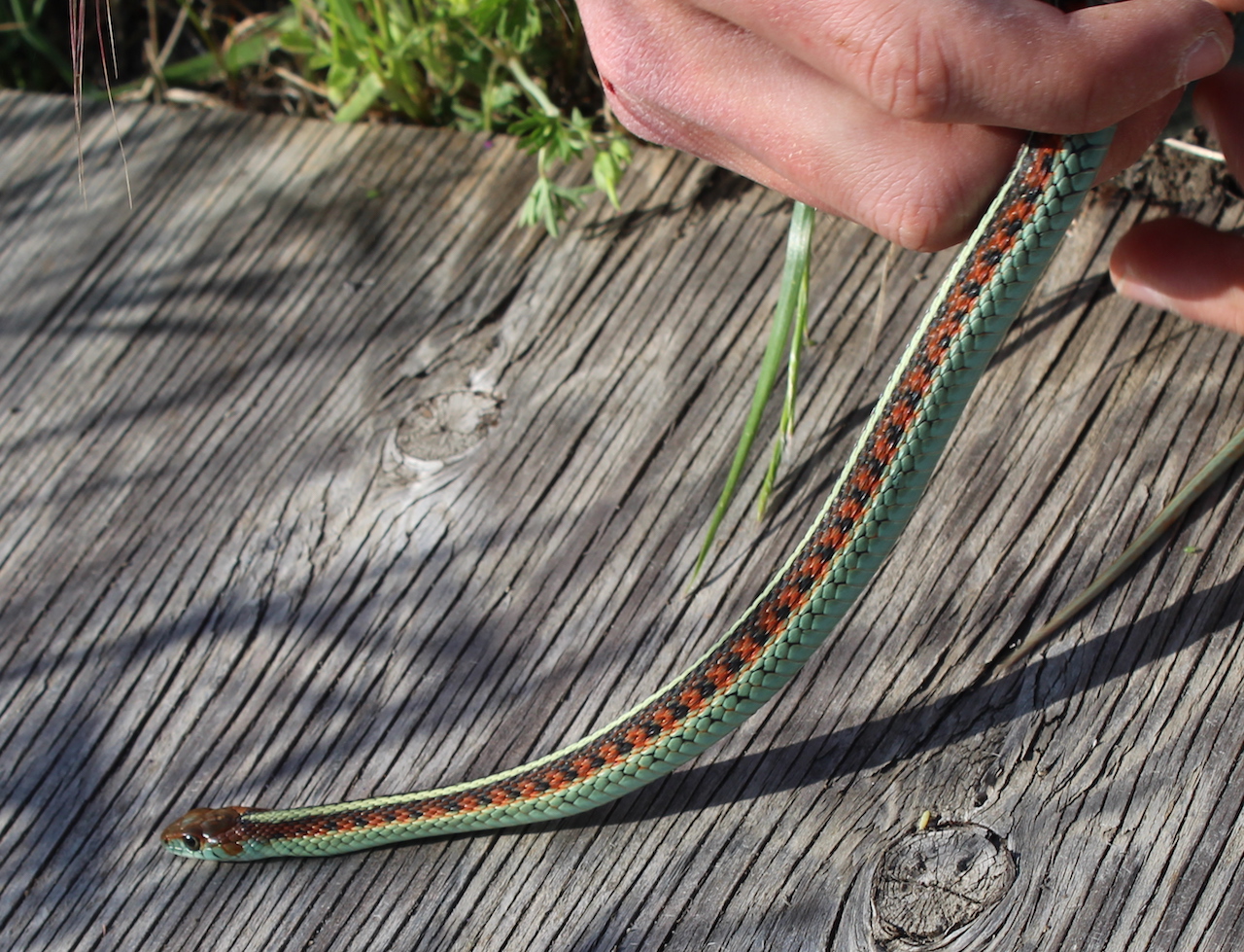 Red-Sided Gartersnake