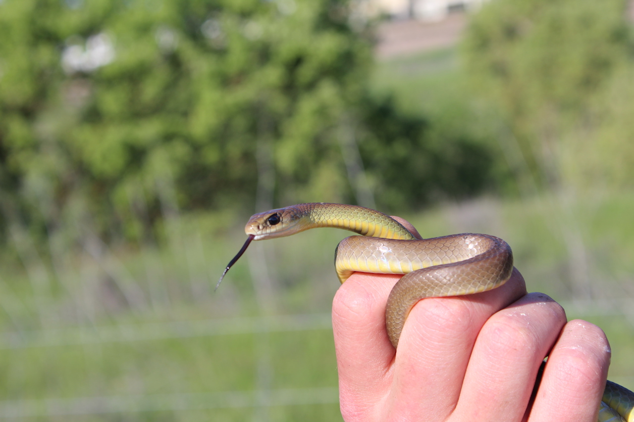 Western Yellow-Bellied Racer