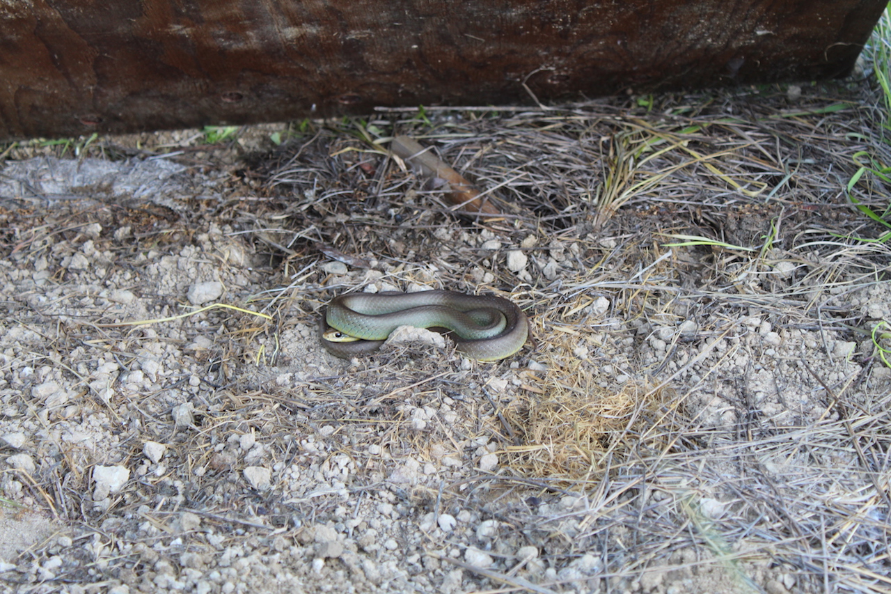 Western Yellow-Bellied Racer