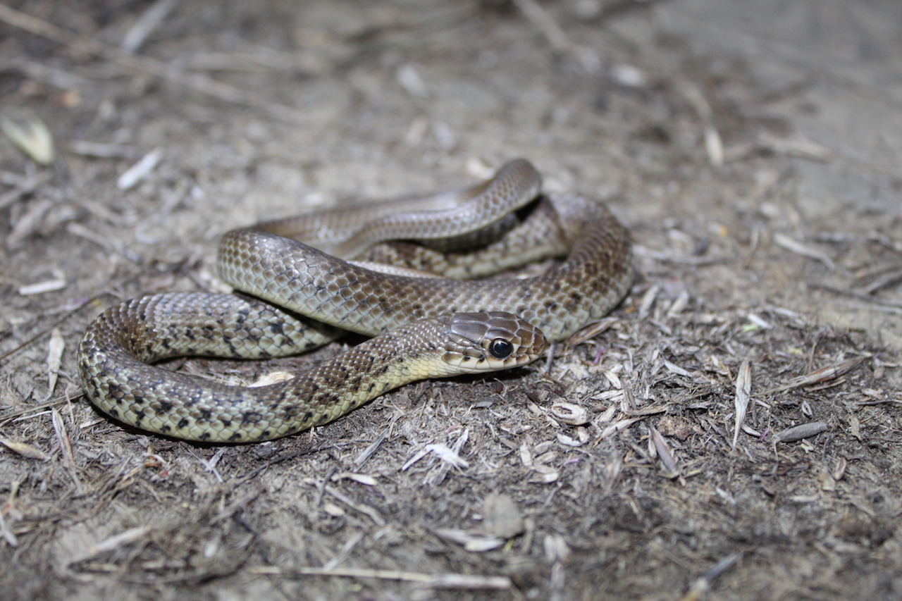 Western Yellow-Bellied Racer