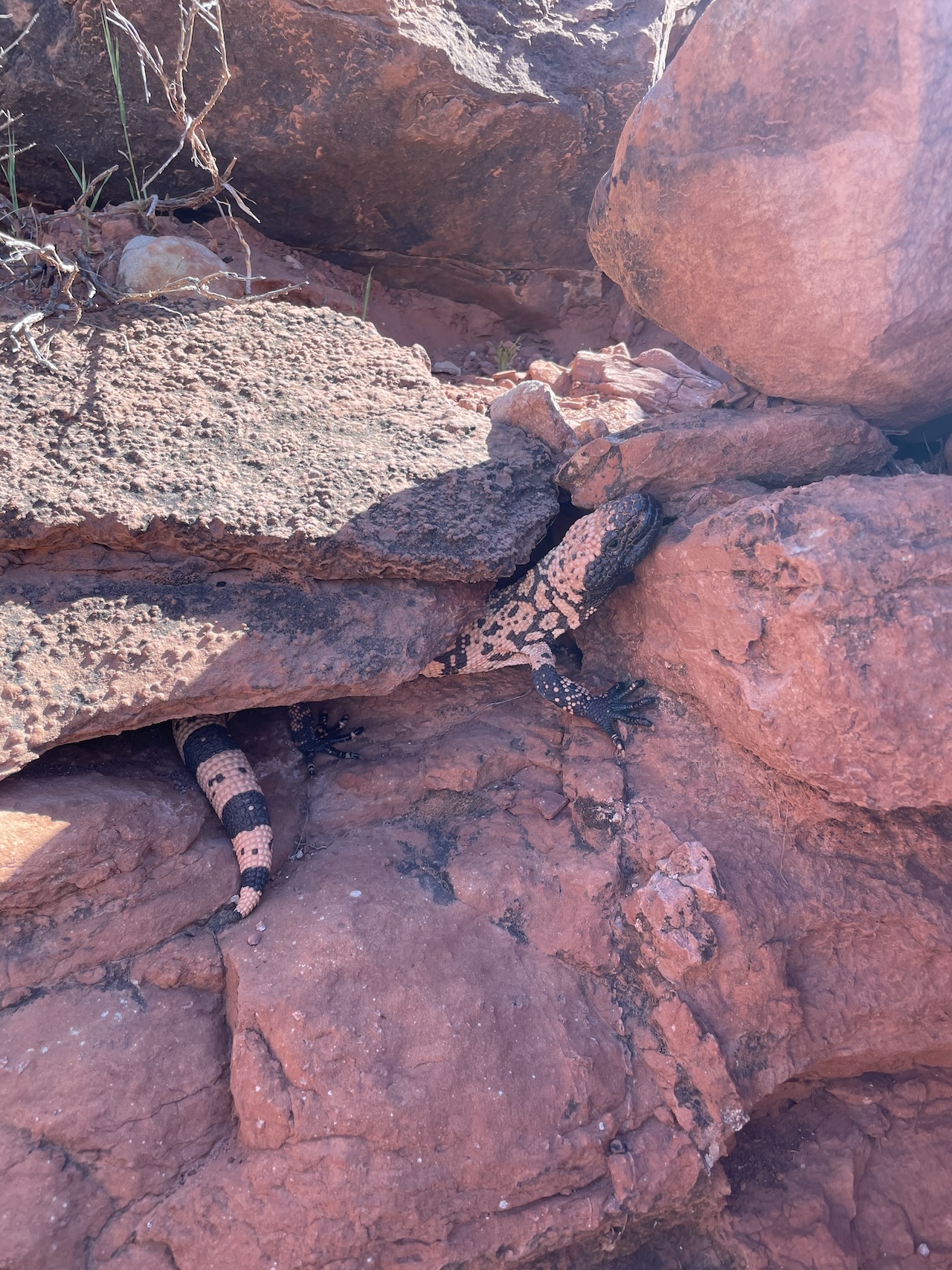 Gila Monster