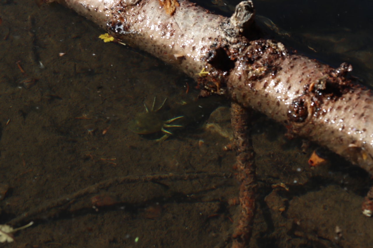 Larval Tiger Salamanders