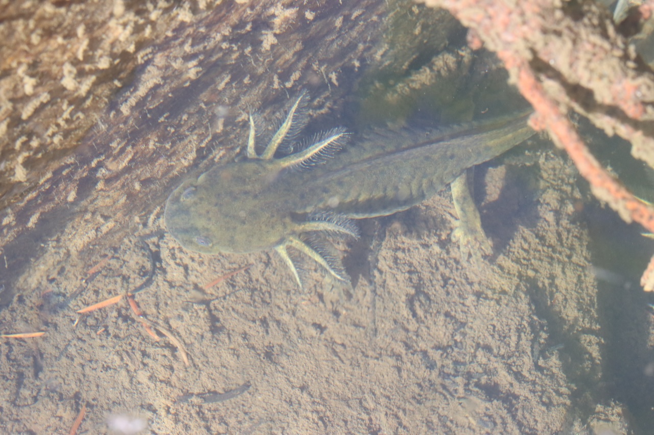 Larval Tiger Salamanders