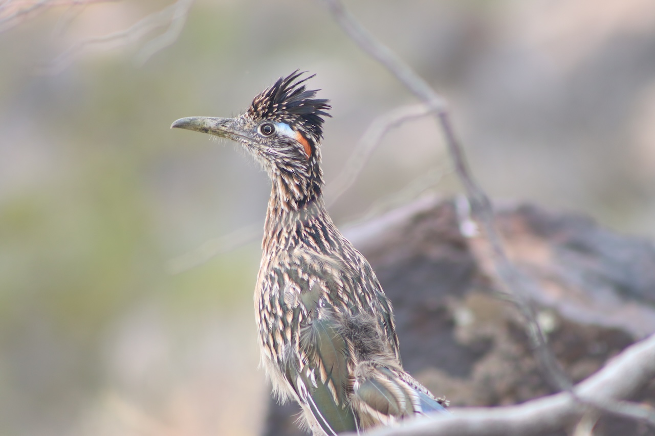 Roadrunner