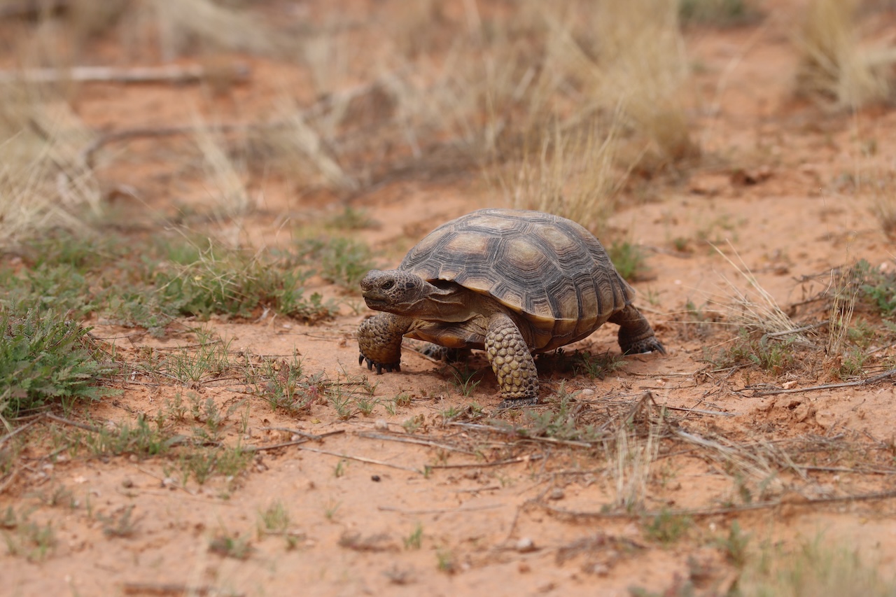 Tortoise