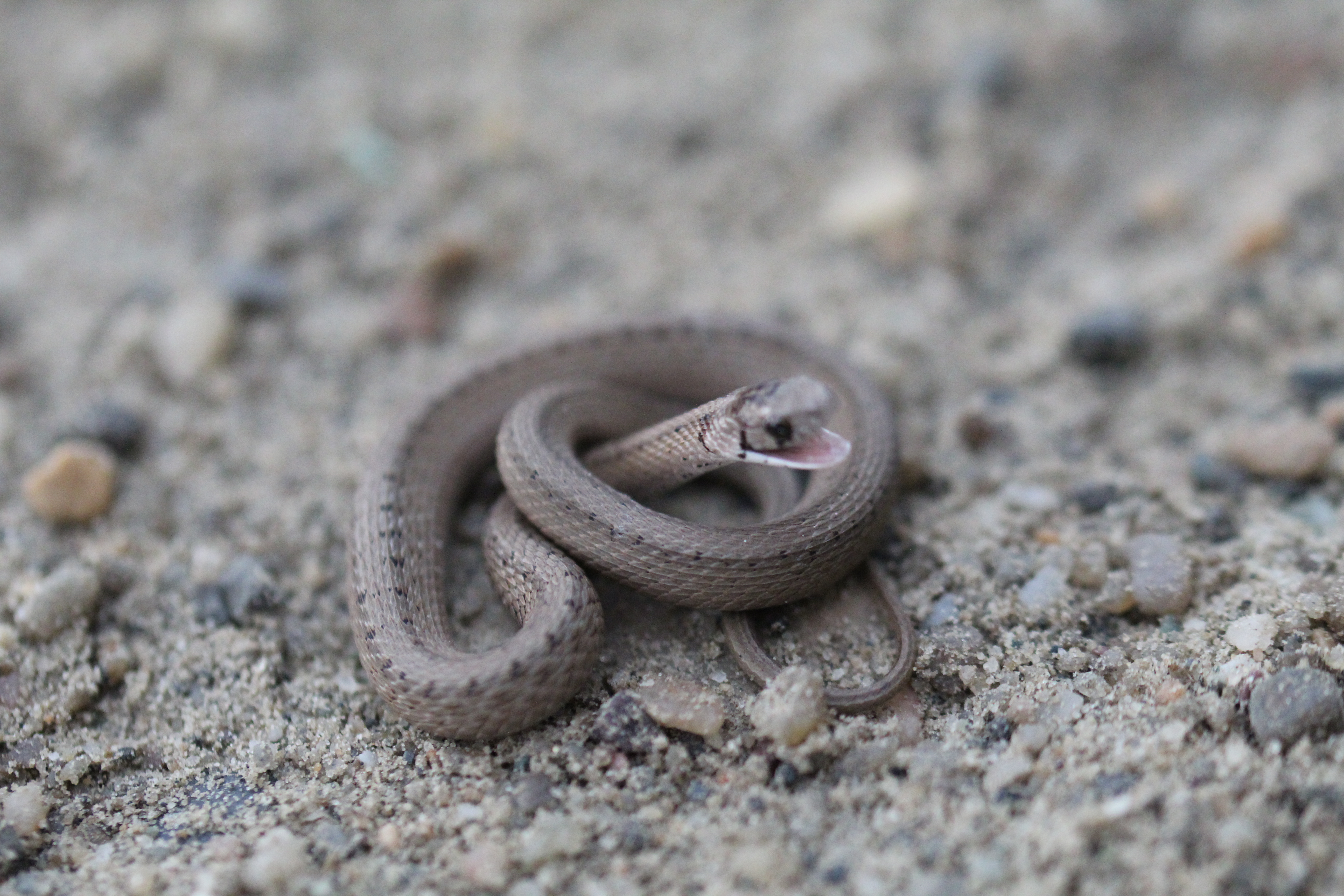 DeKay's/Northern Brown Snake