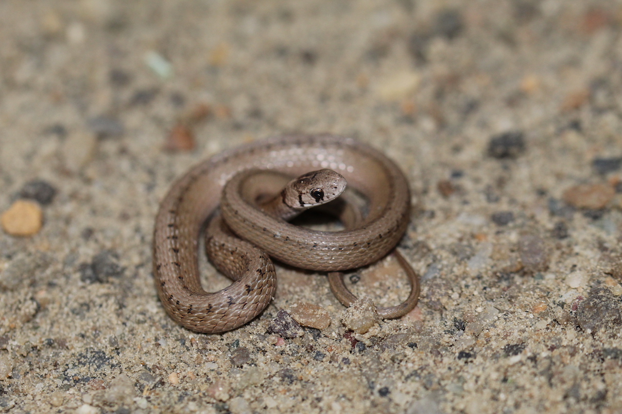 DeKay's/Northern Brown Snake