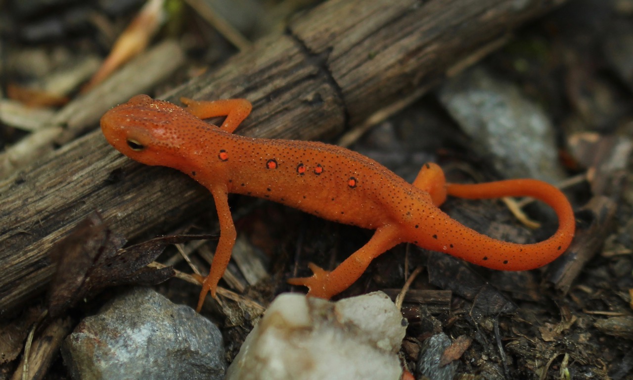 Eastern Newt