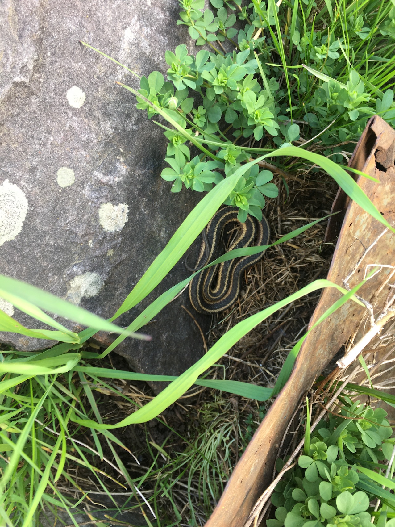 Eastern Gartersnake