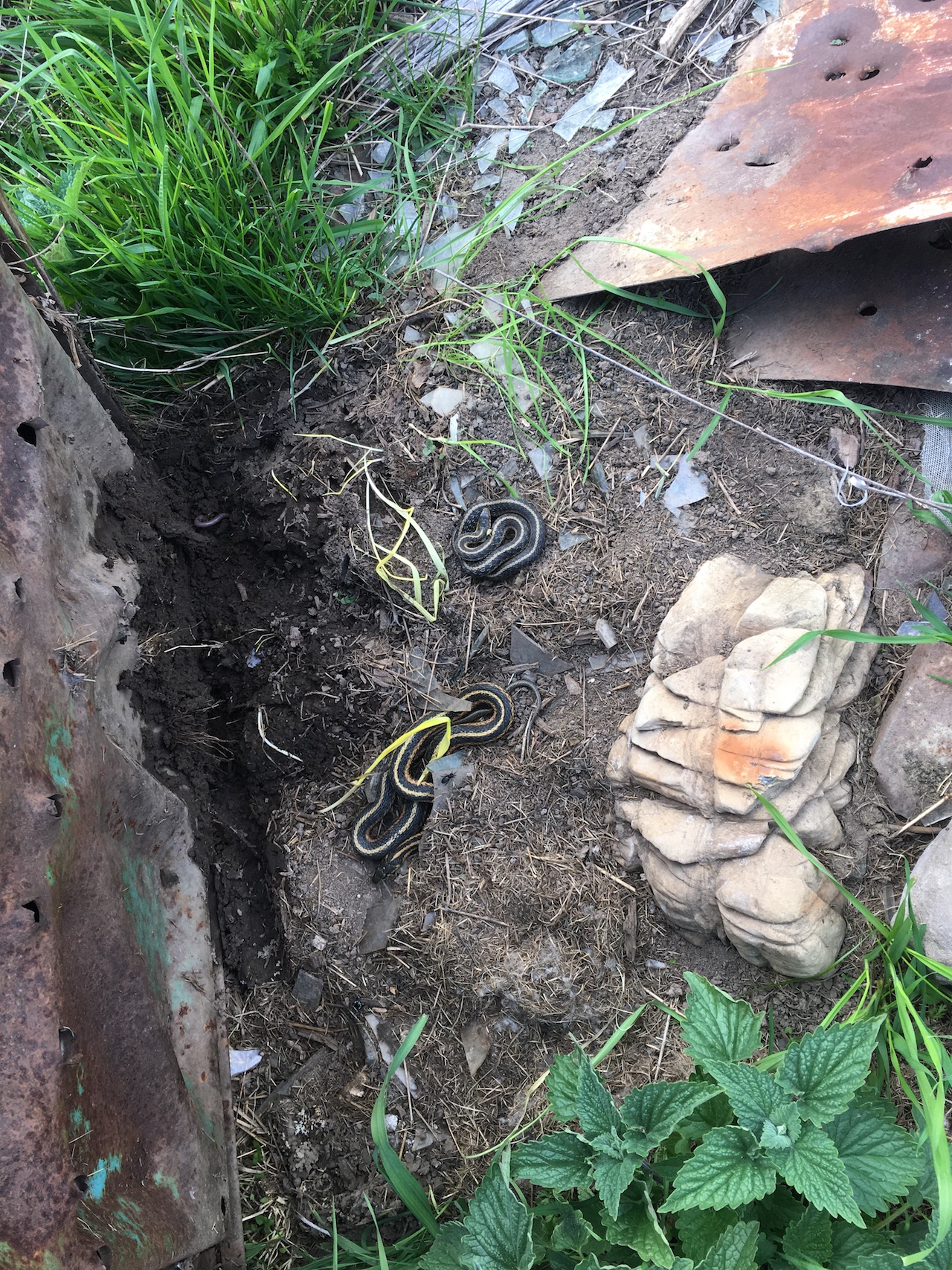 Eastern Gartersnakes