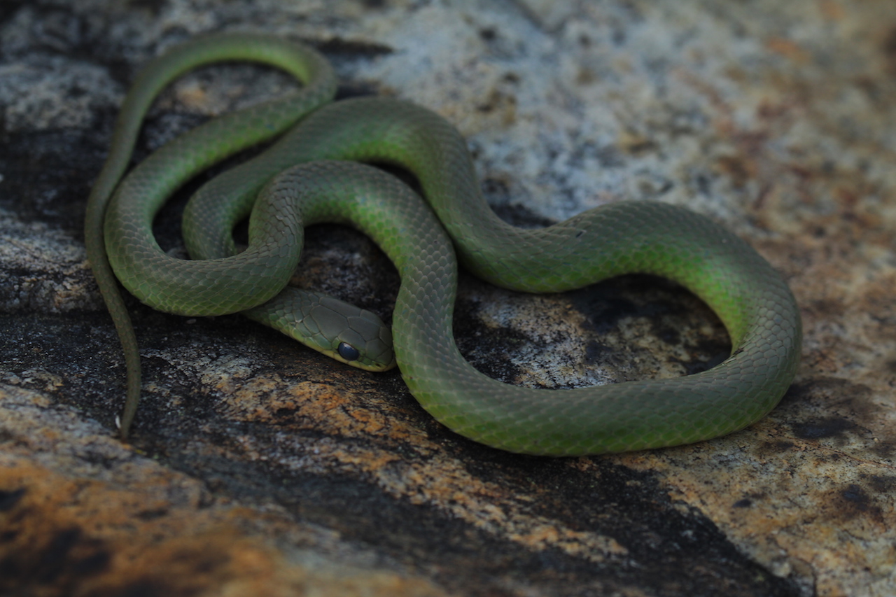 Smooth Green Snake