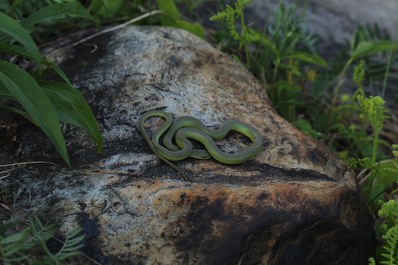 Smooth Green Snake