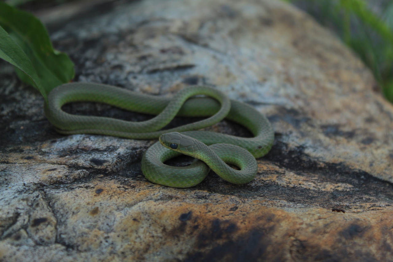 Smooth Green Snake