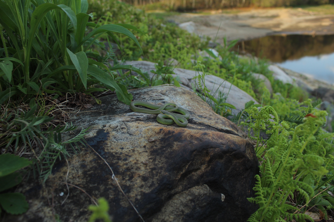 Smooth Green Snake