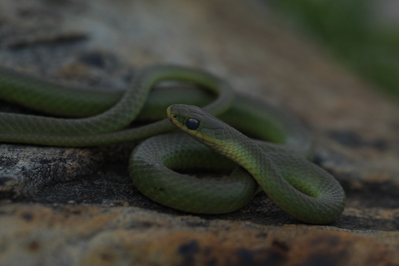 Smooth Green Snake