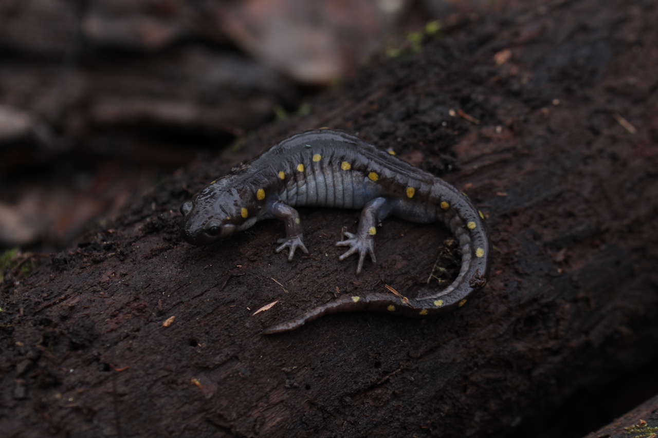 Spotted Salamander