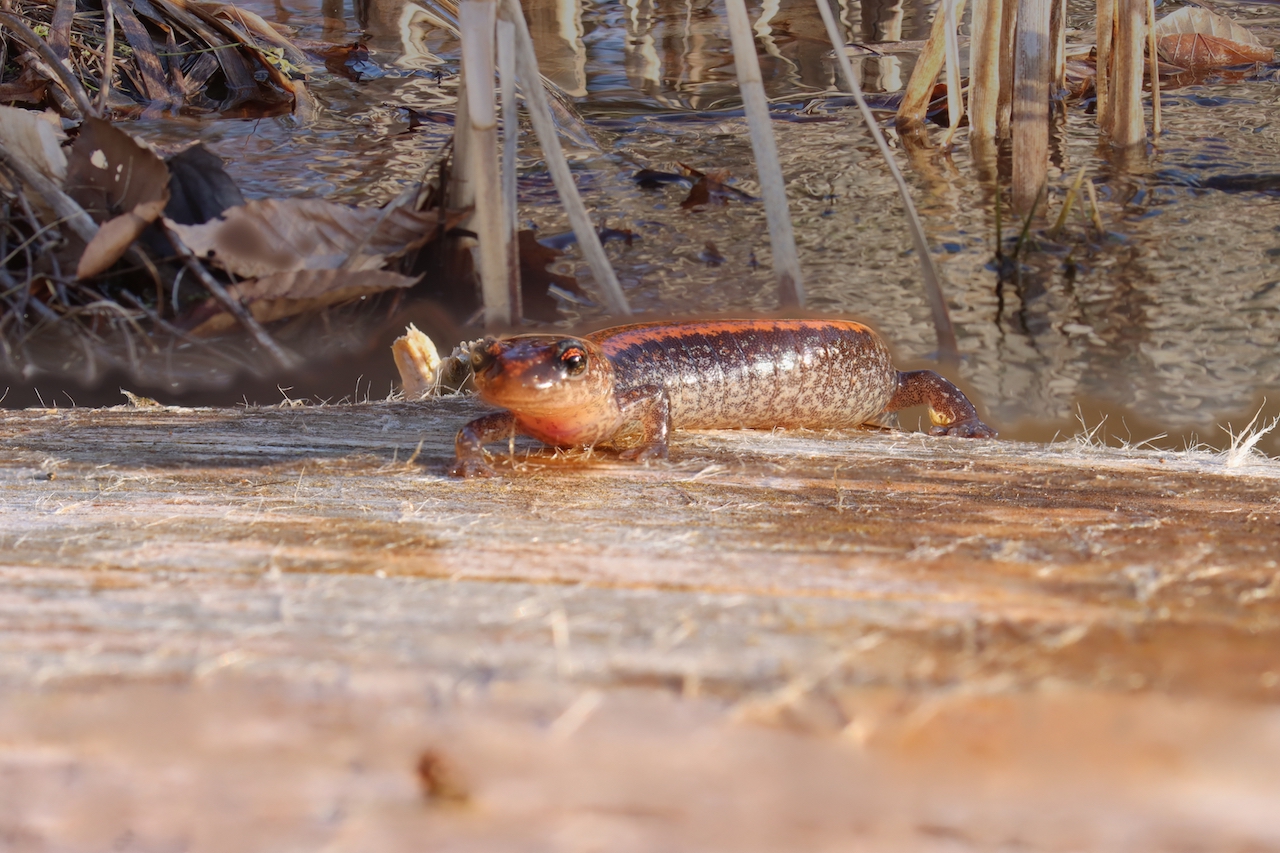 Red-Backed Salamander