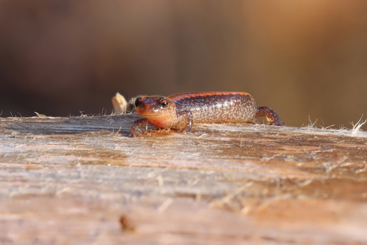 Red-Backed Salamander