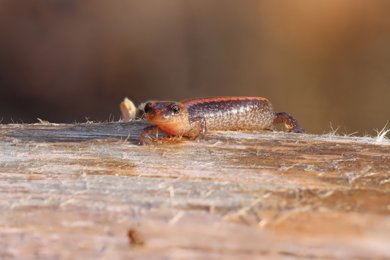 Red-Backed Salamander