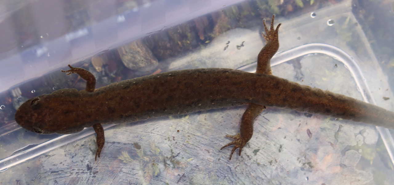 Northern Dusky Salamander