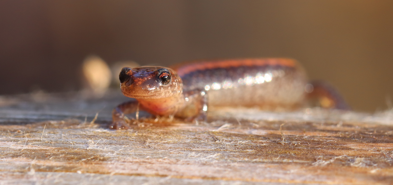 Red-Backed Salamander