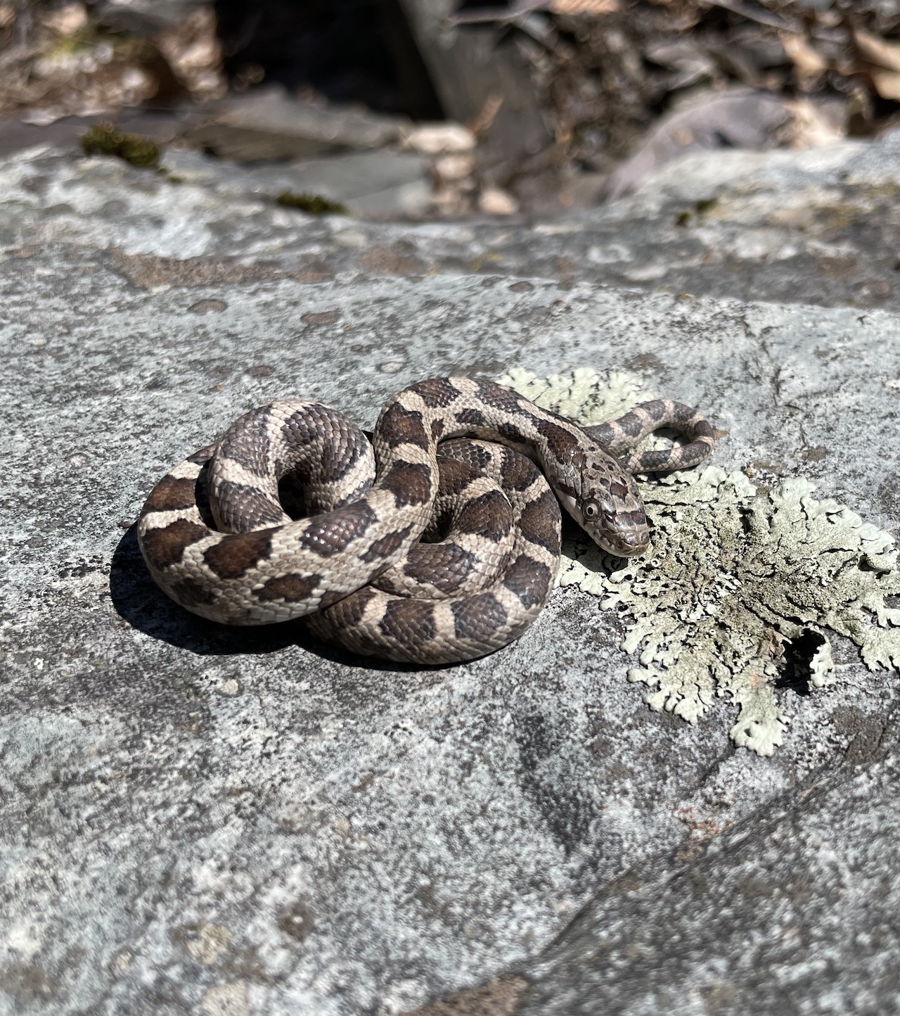 Eastern Ratsnake