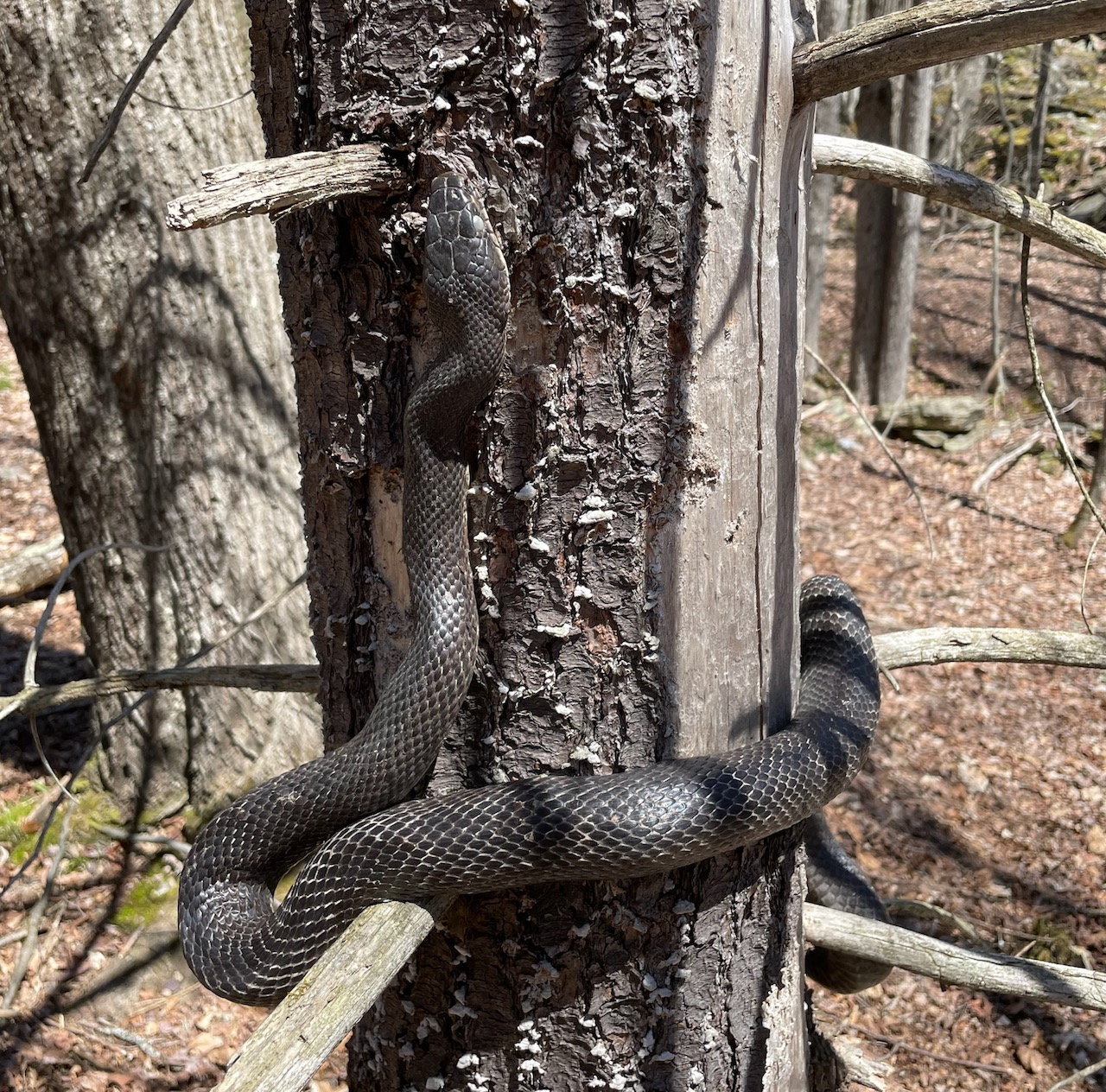 Eastern Ratsnake