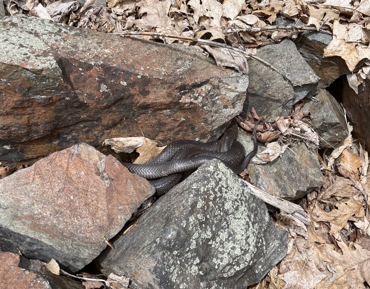 Eastern Ratsnake