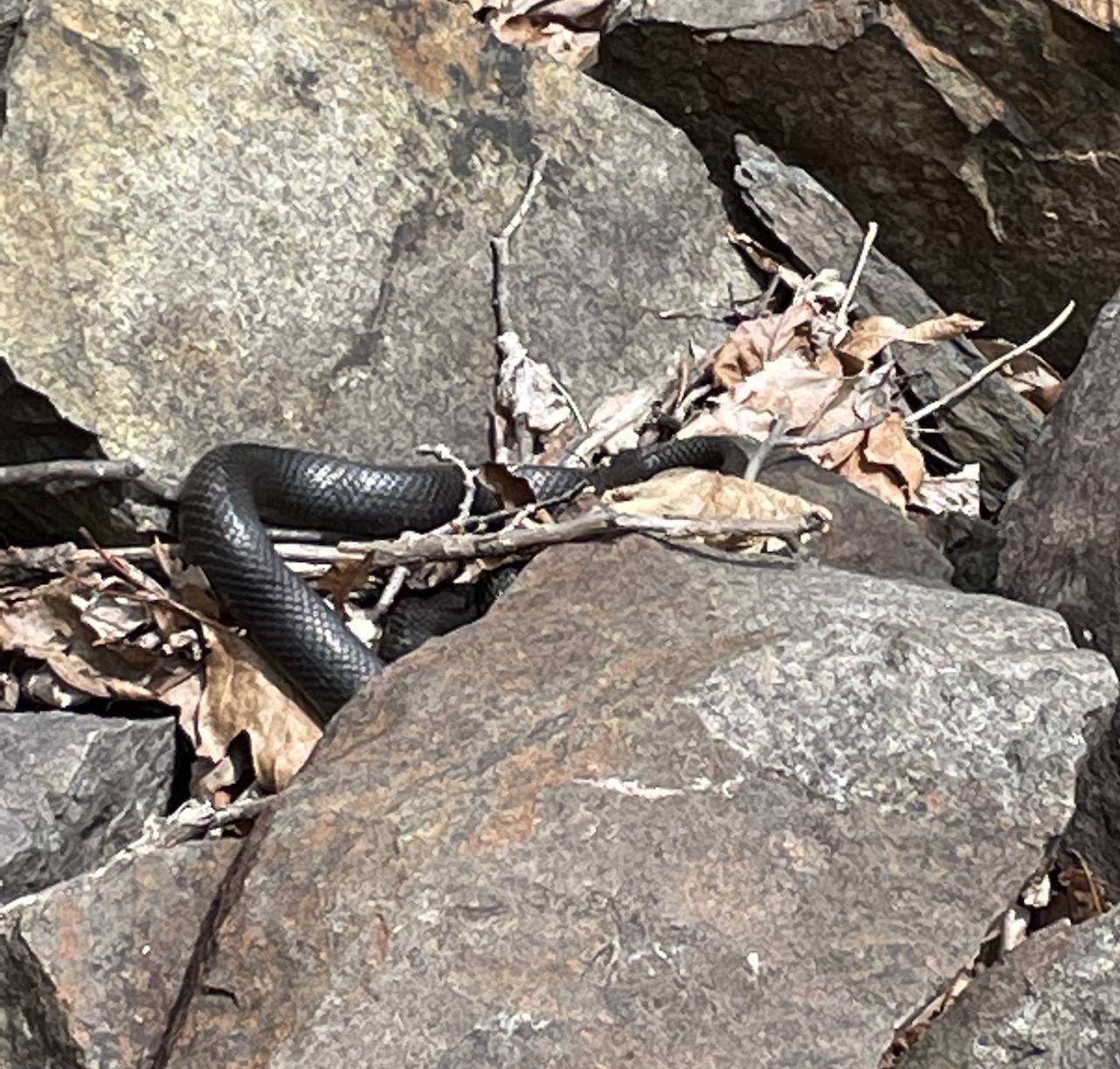 Eastern Ratsnake