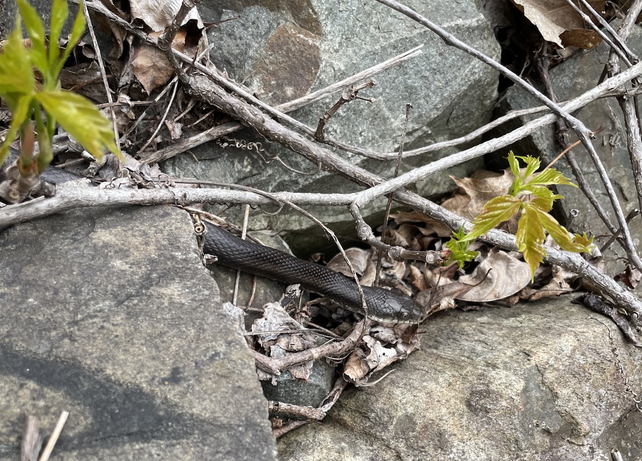 Eastern Ratsnake