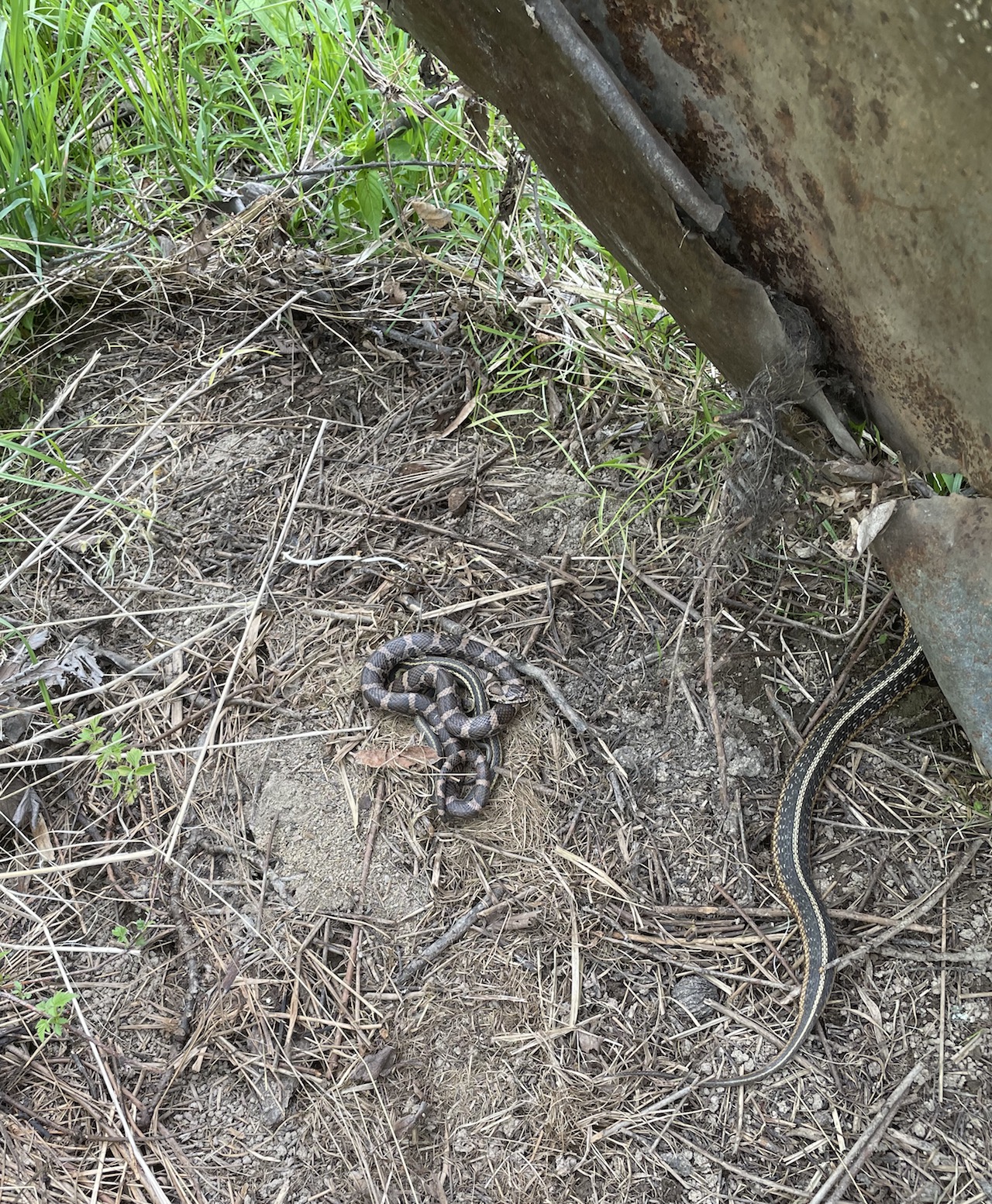 Garters and Milksnake flipped under tin