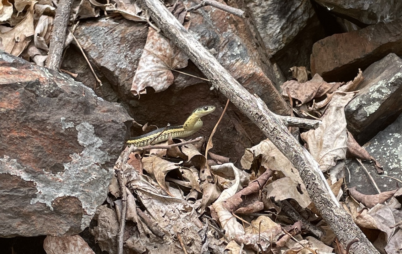 Eastern Gartersnake