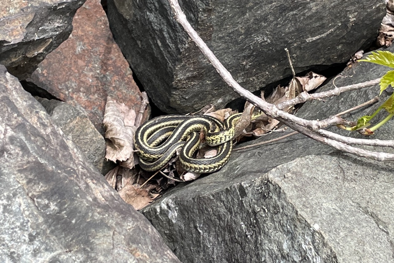 Eastern Gartersnake