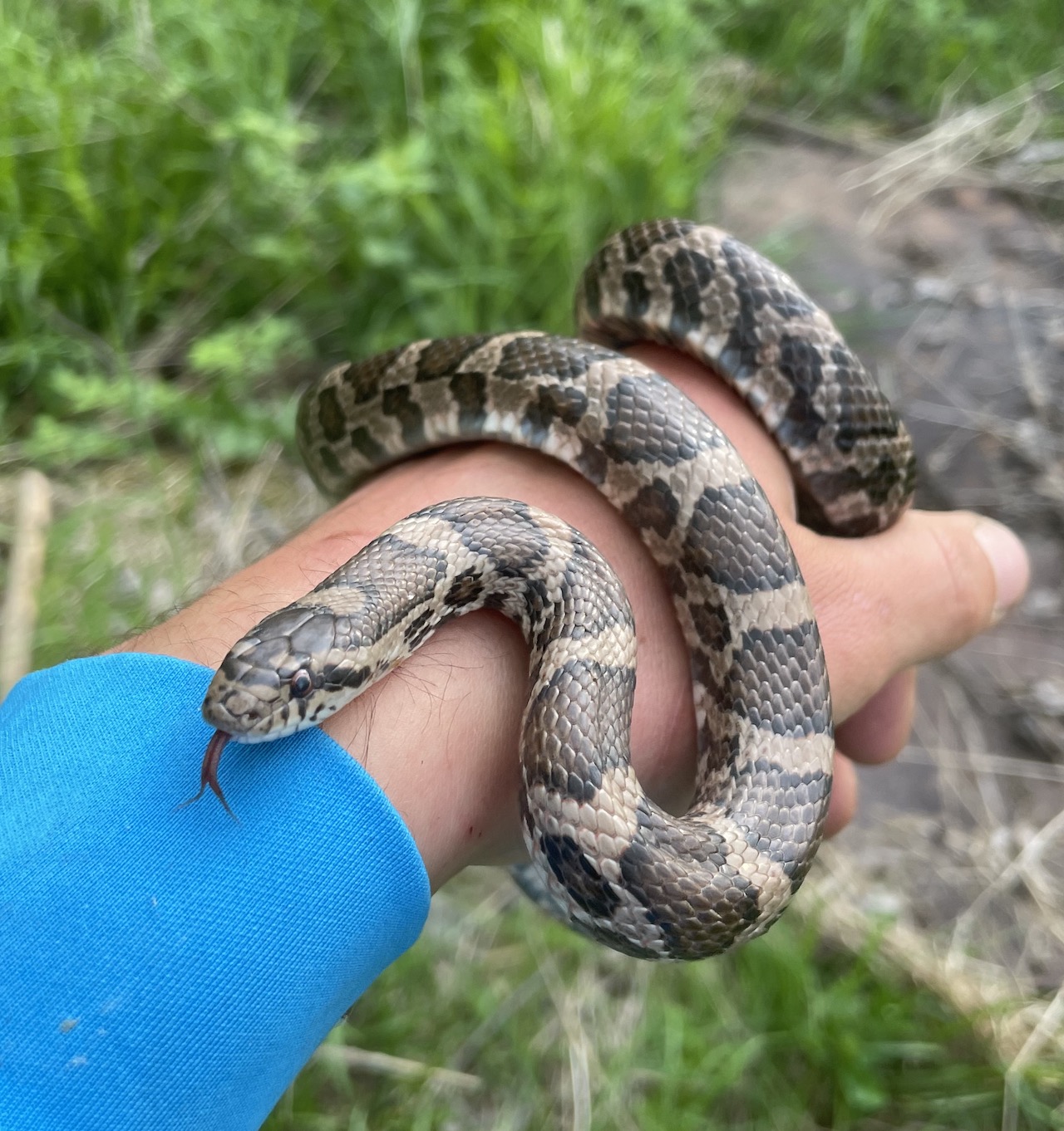 Eastern Milksnake