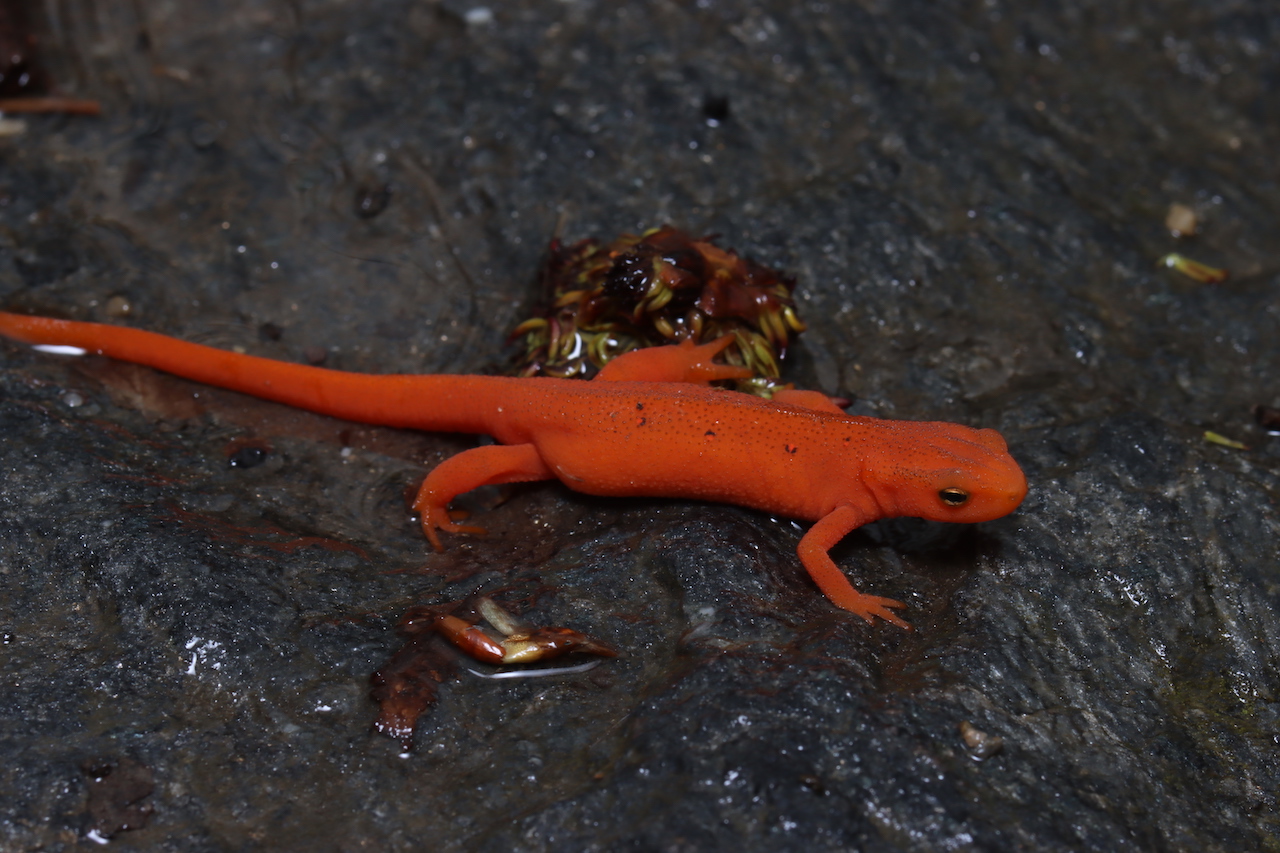 Eastern Newt