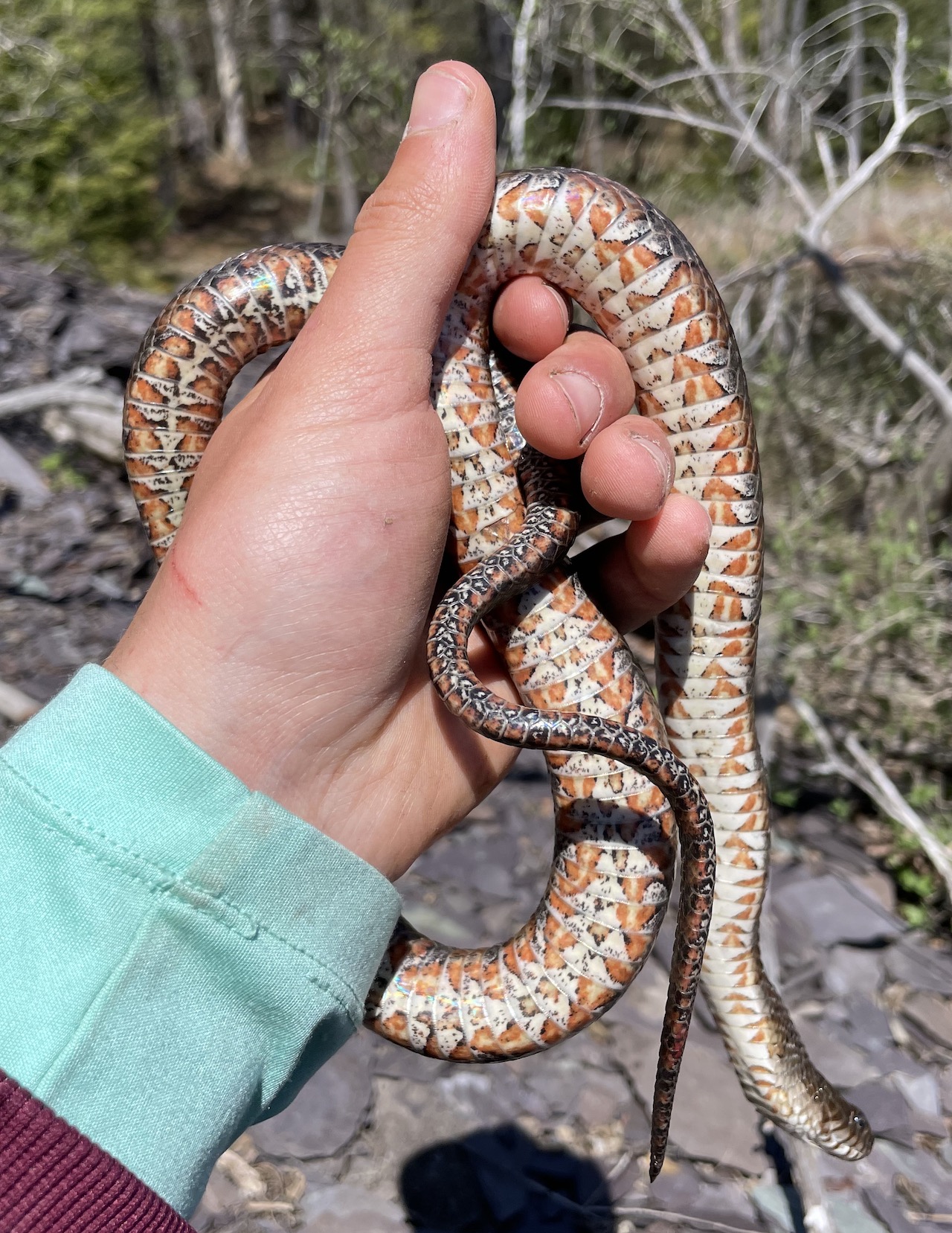 Northern Watersnake