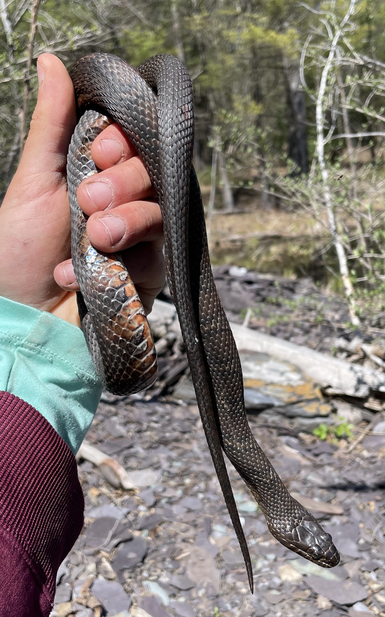 Northern Watersnake