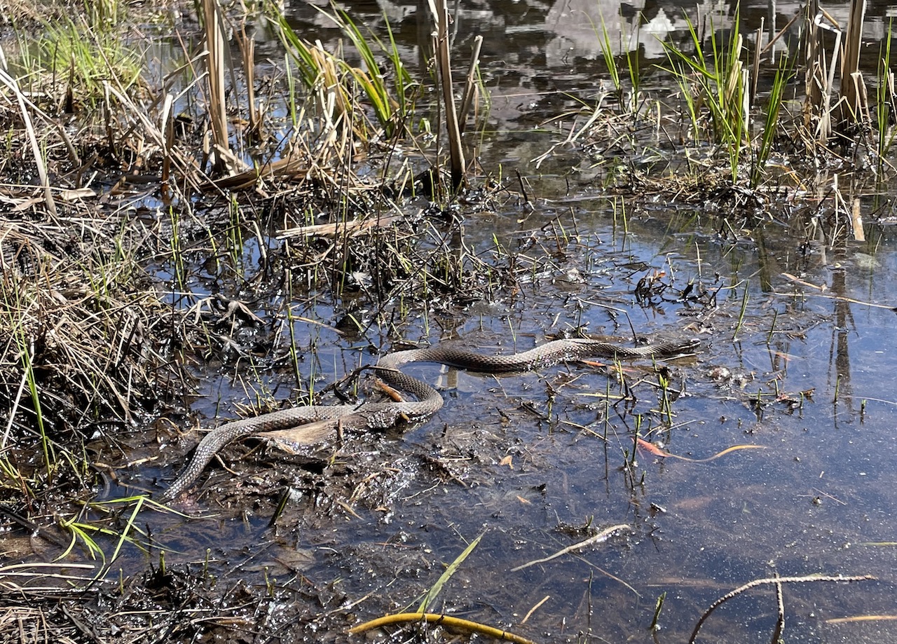 Northern Watersnake