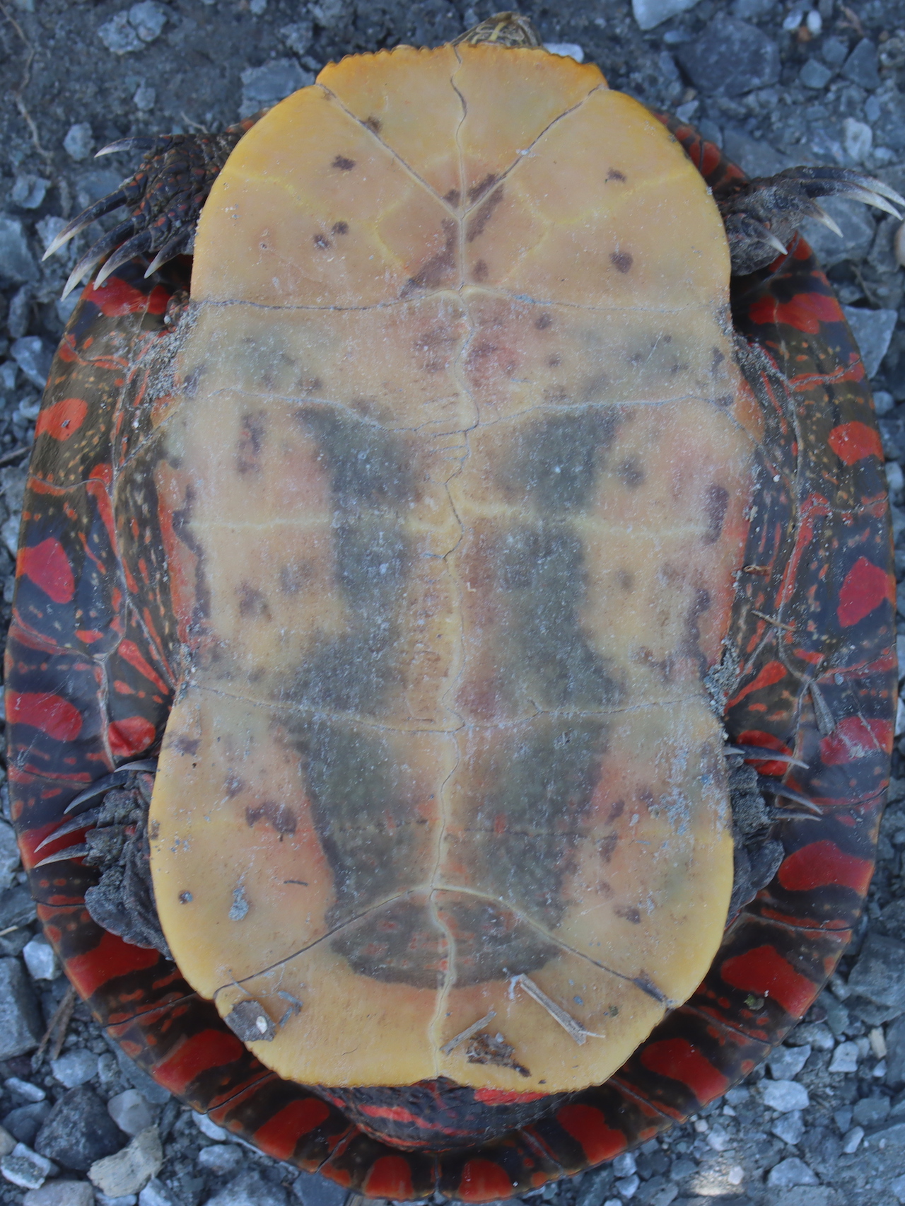 Painted Turtle