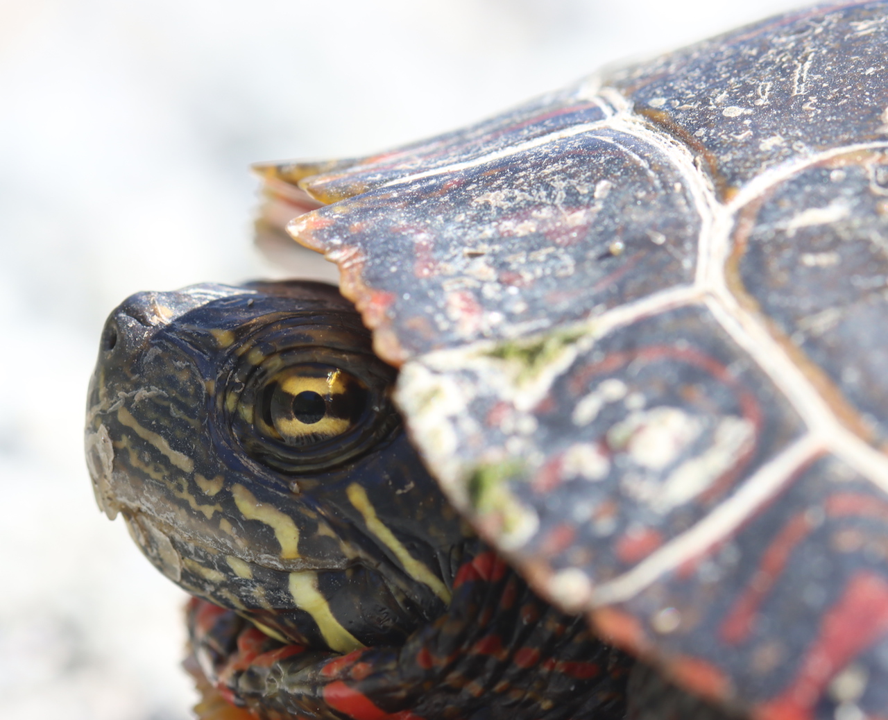 Painted Turtle