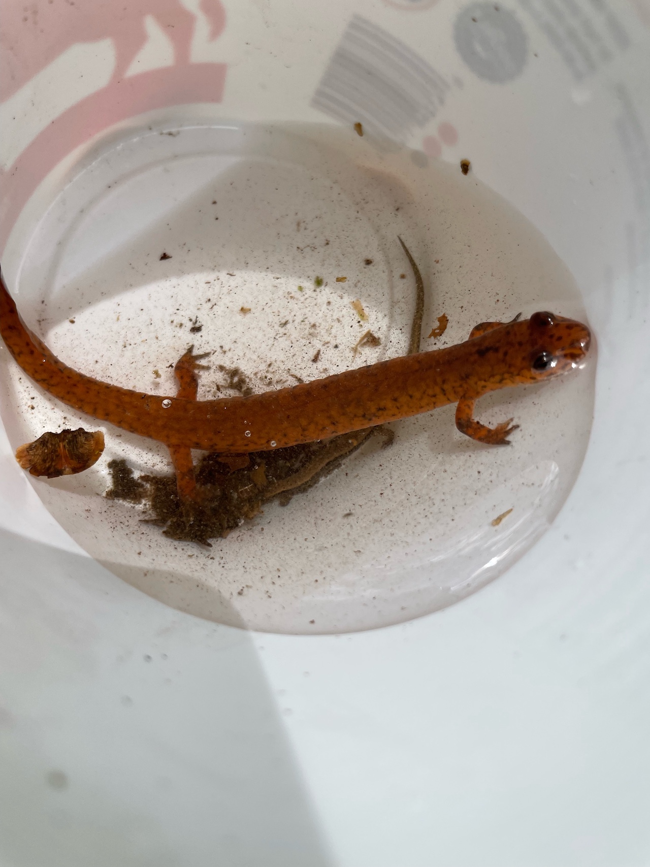 Spring Salamander