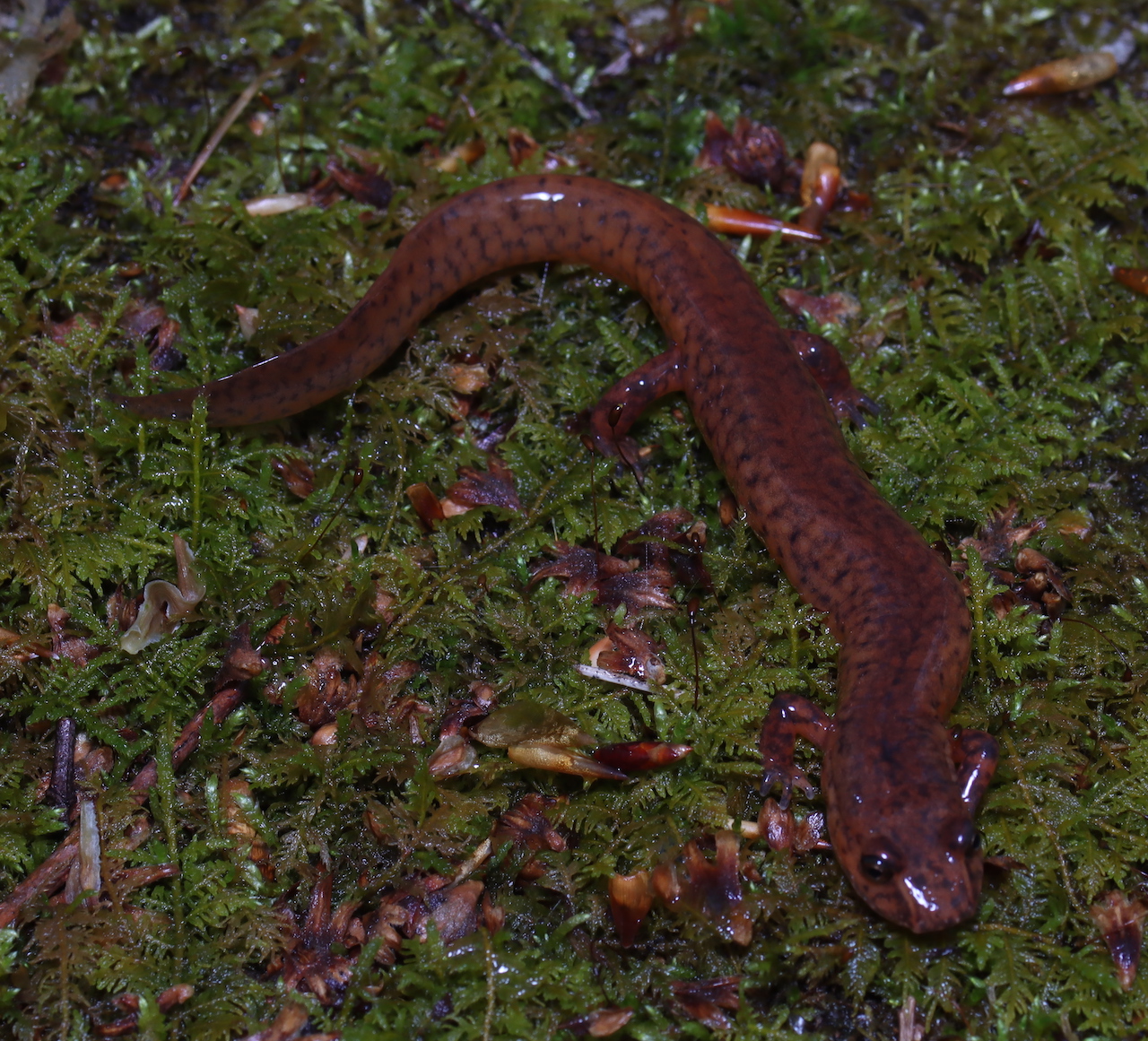 Spring Salamander