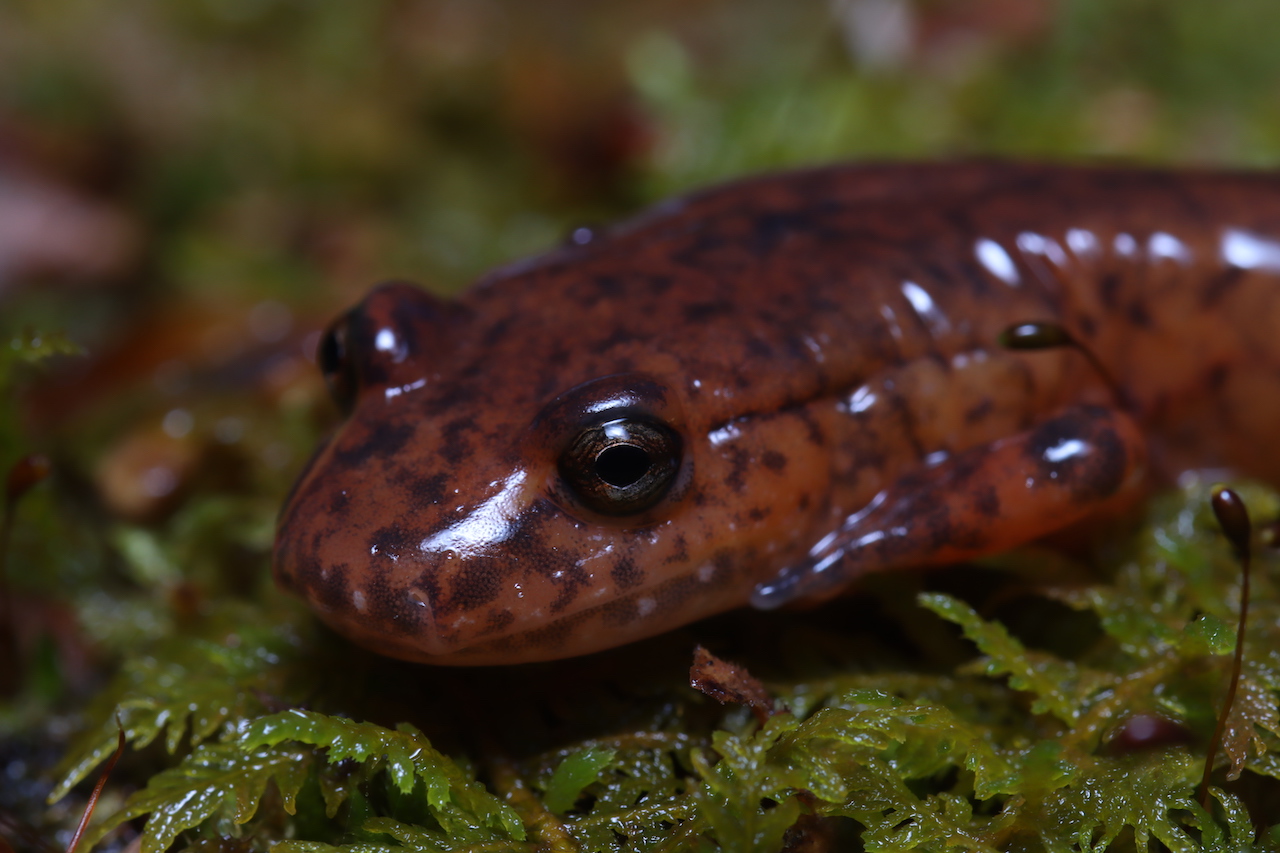 Spring Salamander