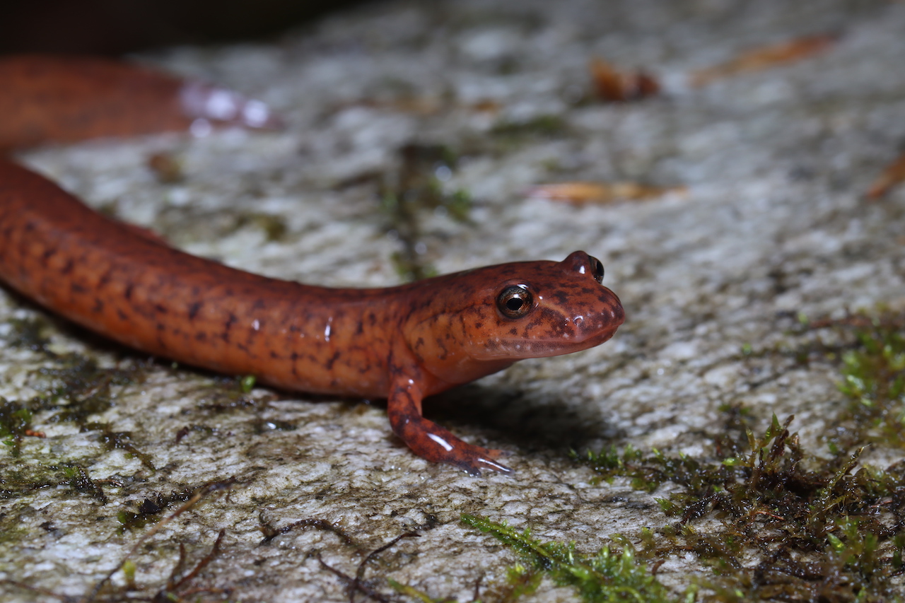 Spring Salamander