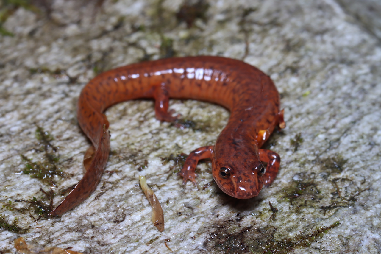 Spring Salamander