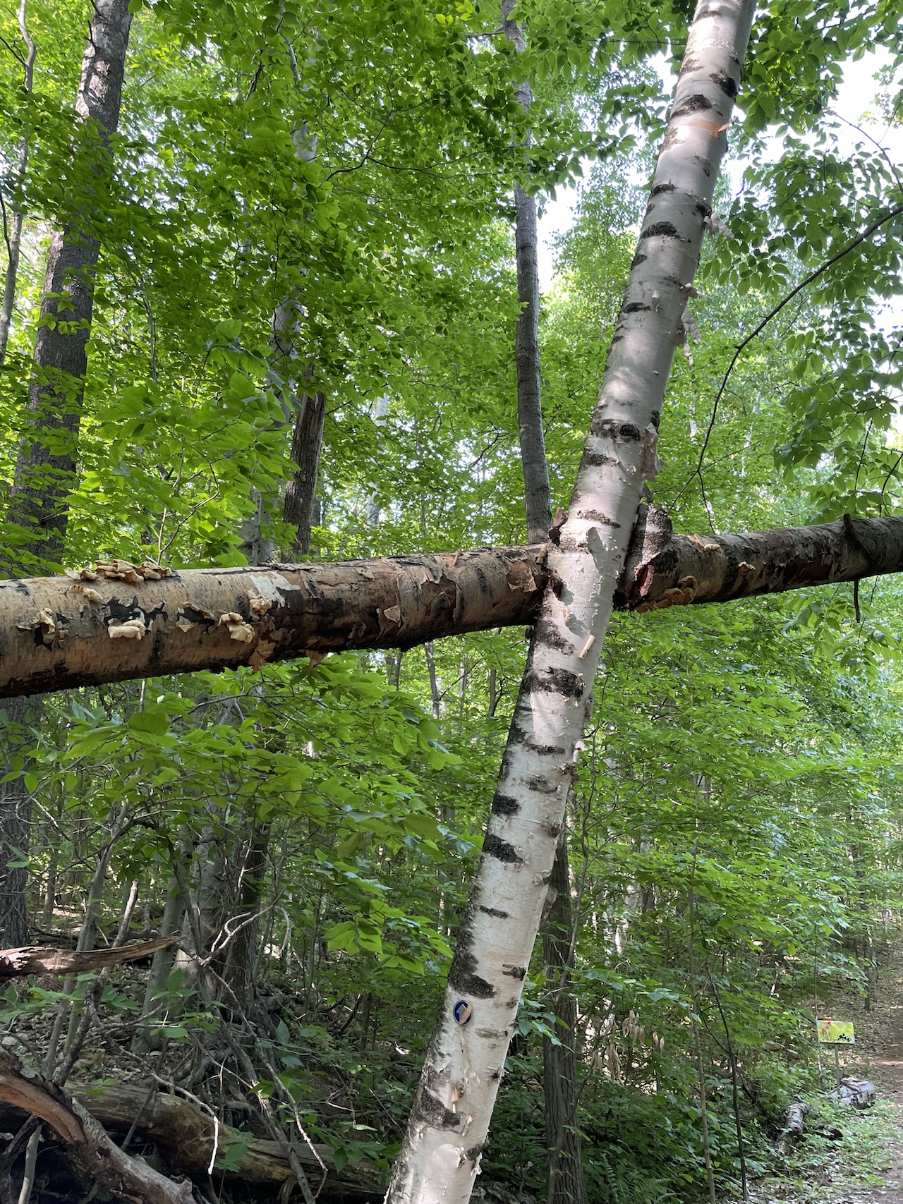 Birch