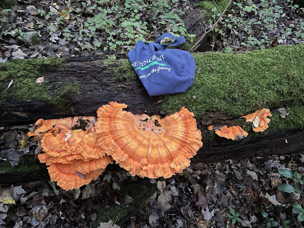 Chicken of the Woods