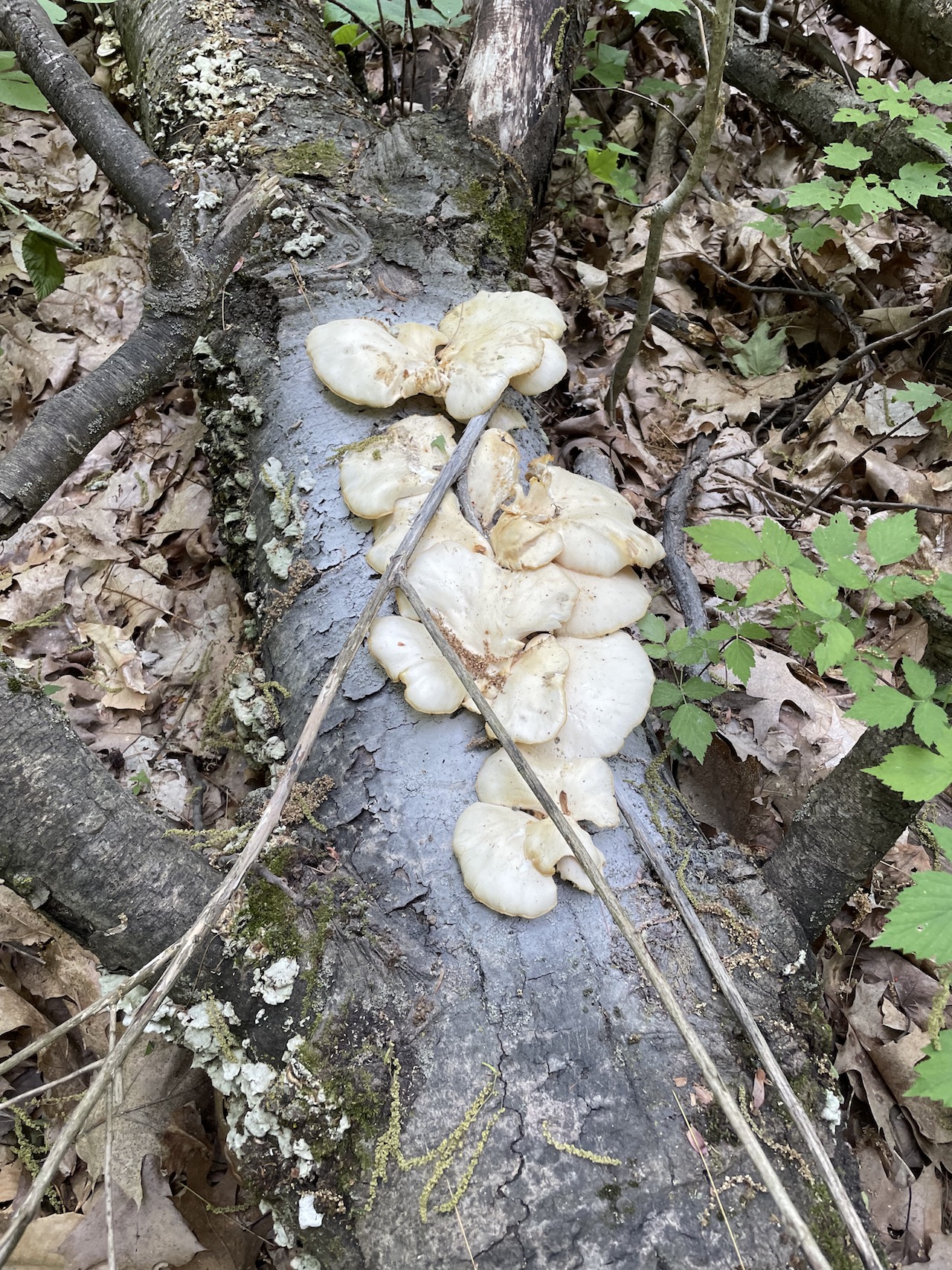 Fresh Oysters